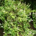 Deutzia x magnifica P1E